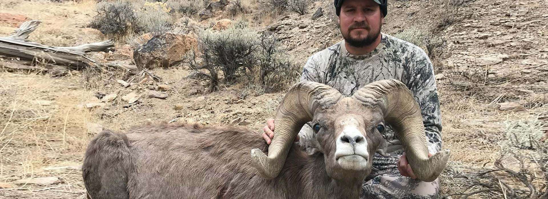 Bighorn Sheep