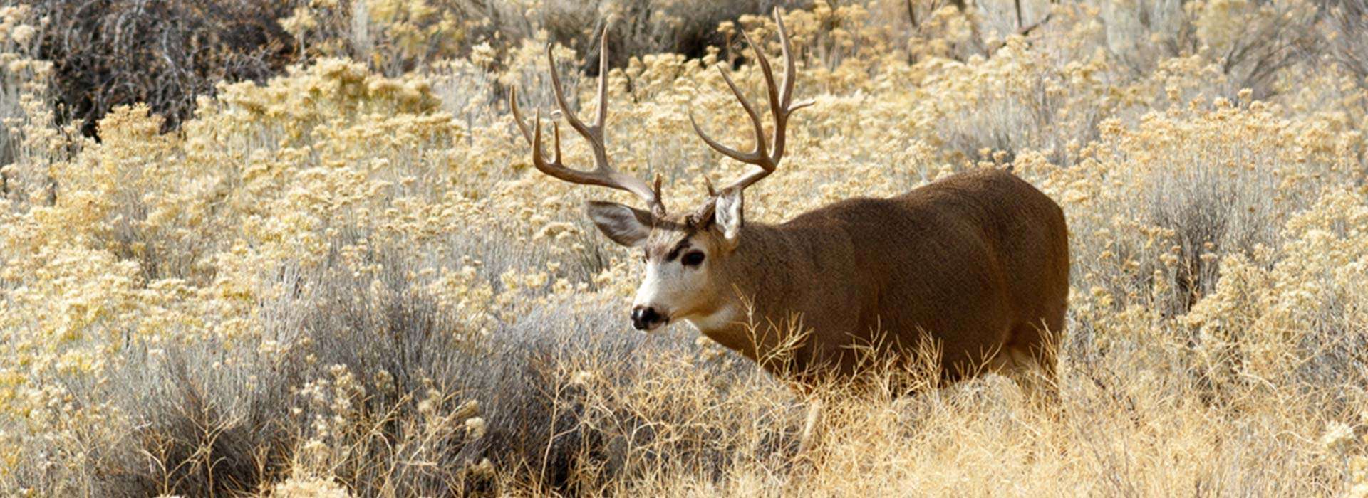 Mule Deer