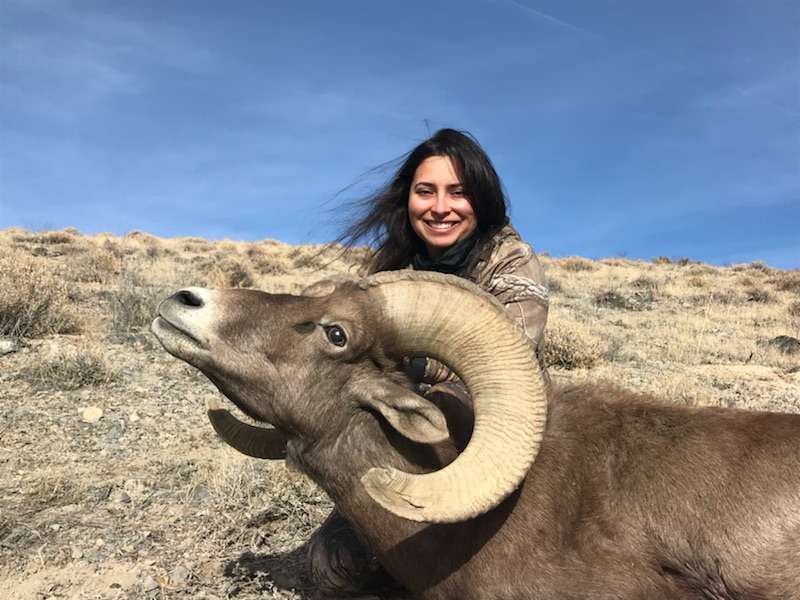 Bighorn Hunts