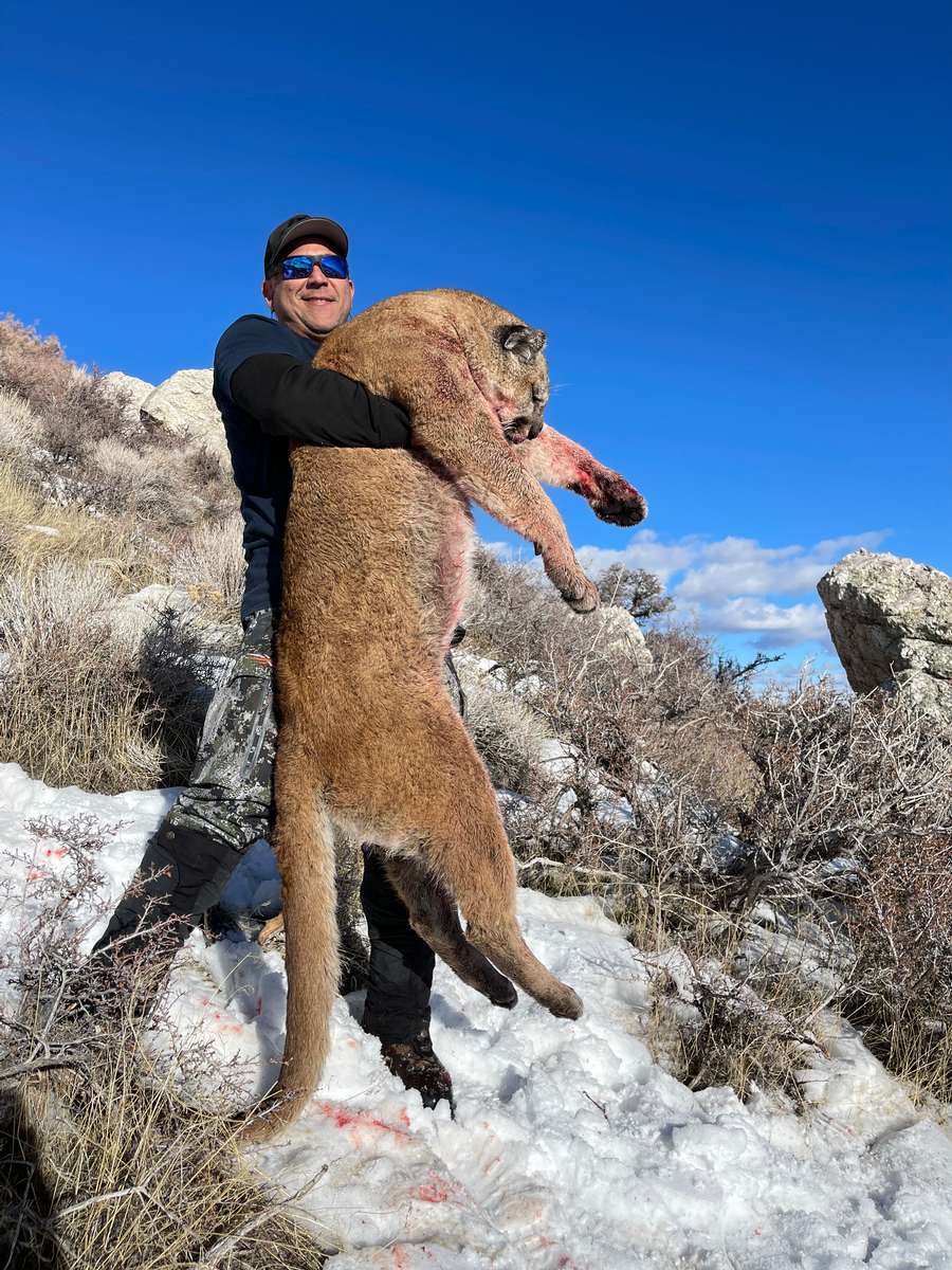 Nevada Mountain Lion Hunts